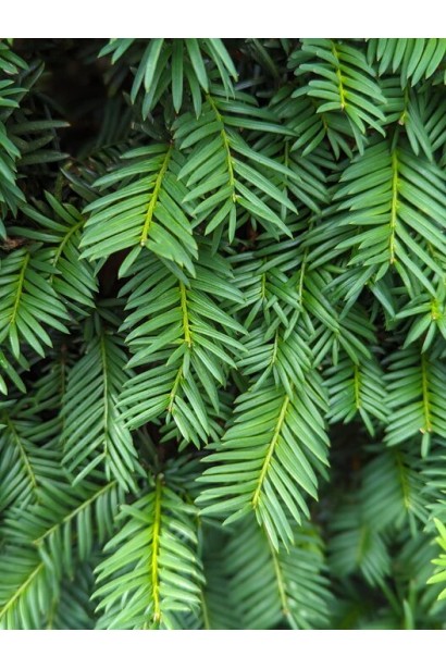 Тис ягідний Топіар Куля на штамбі хвоя